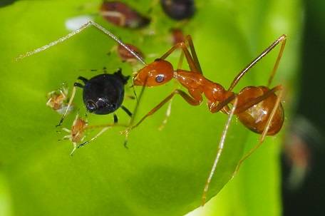 Myrmoxenus ravouxi