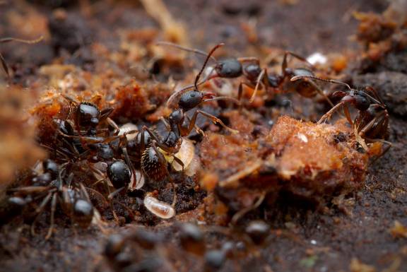 Myrmoxenus ravouxi