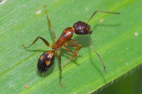 Camponotus albosparsus