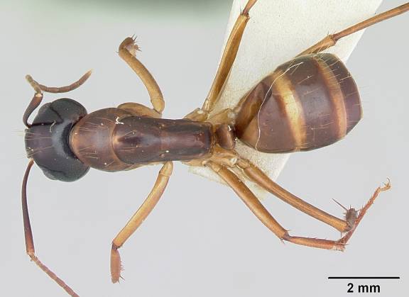Myrmoxenus ravouxi
