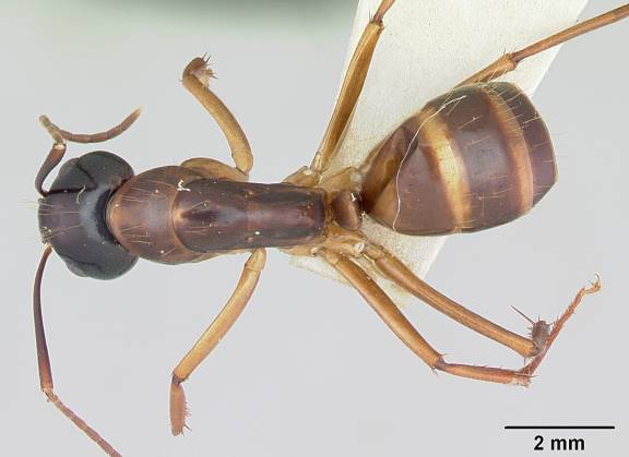 Camponotus americanus