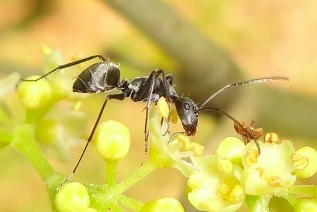 Camponotus auriventris