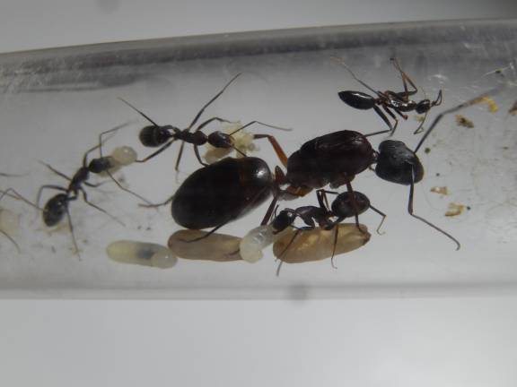 Camponotus barbaricus