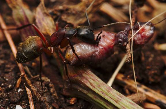 Myrmoxenus ravouxi