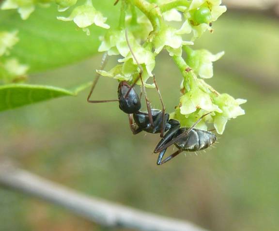 Camponotus cinctellus