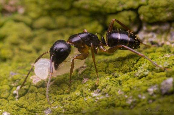 Camponotus fallax