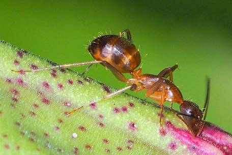 Myrmoxenus ravouxi