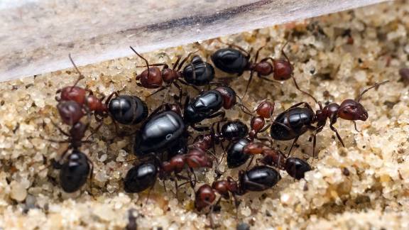 Camponotus lateralis