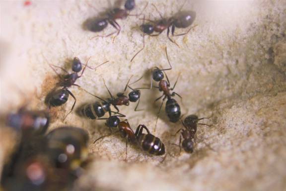 Camponotus novaeboracensis