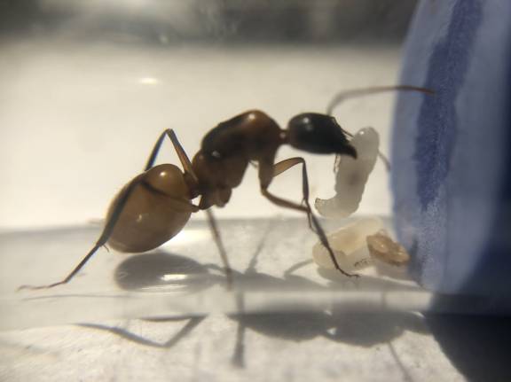 Camponotus ocreatus