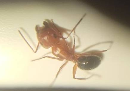 Camponotus sayi