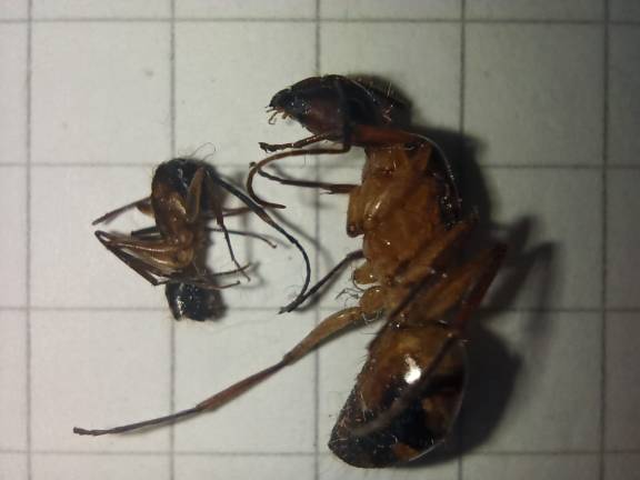 Camponotus substitutus