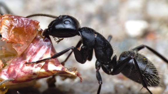 Camponotus vagus