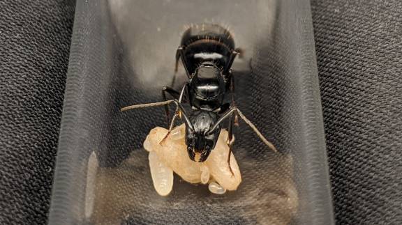 Camponotus vicinus