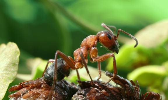 Myrmoxenus ravouxi