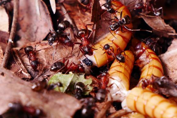 Formica sanguinea