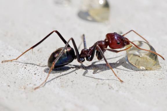Myrmoxenus ravouxi