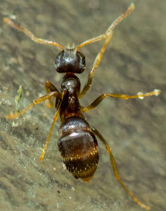 Lasius americanus