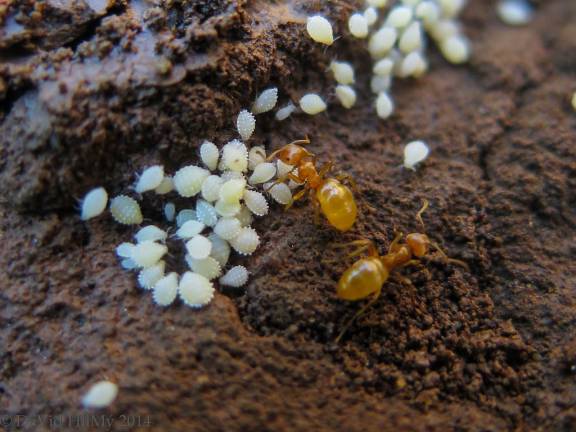 Lasius aphidicola