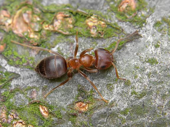 Myrmoxenus ravouxi