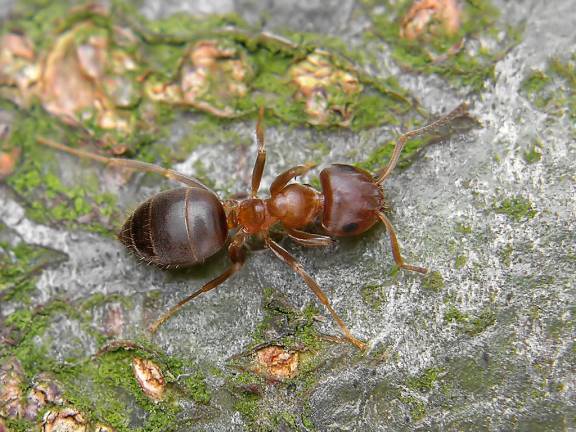 Lasius brunneus