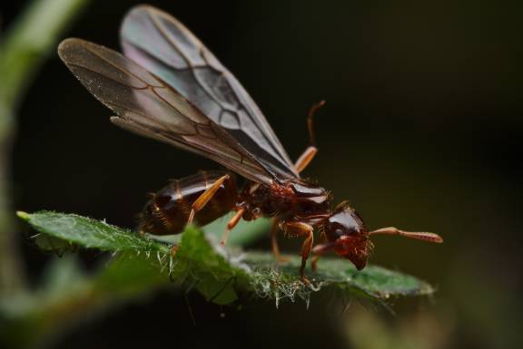 Myrmoxenus ravouxi