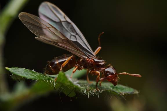 Lasius claviger