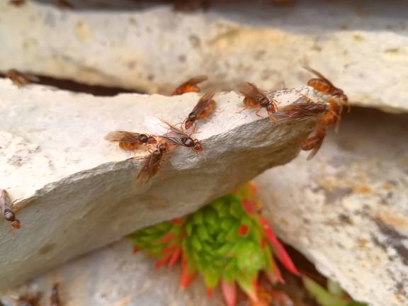 Lasius flavus