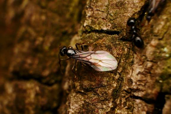 Lasius fuliginosus