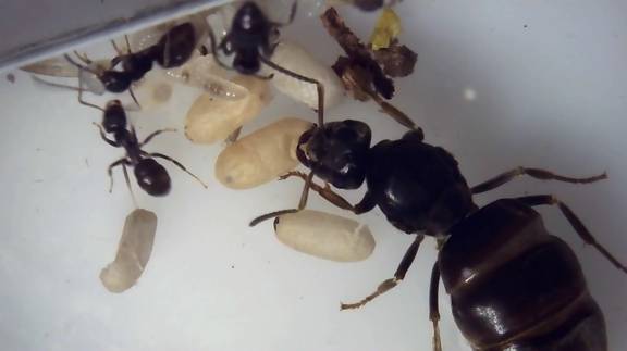 Lasius grandis