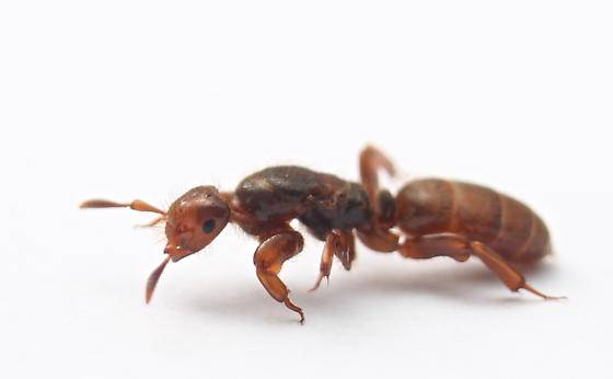 Myrmoxenus ravouxi