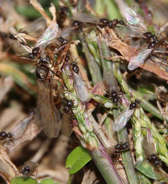 Lasius neoniger