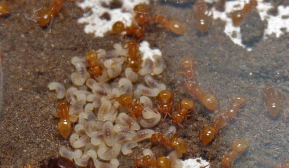 Myrmoxenus ravouxi