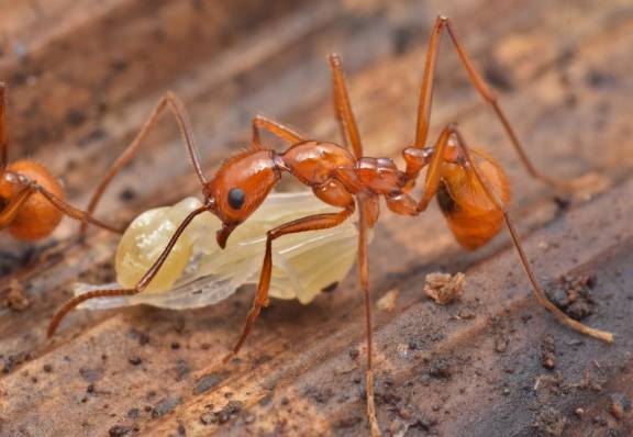 Myrmoxenus ravouxi