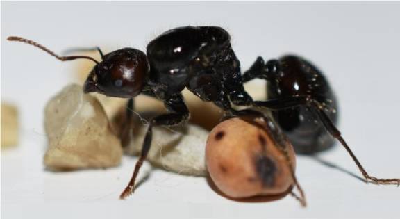 Myrmoxenus ravouxi