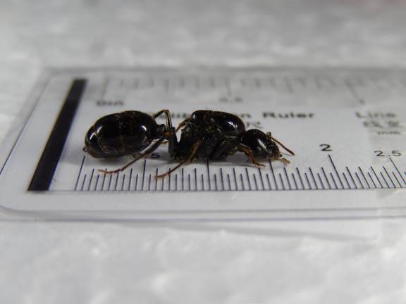 Myrmoxenus ravouxi