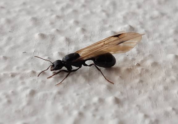 Myrmoxenus ravouxi