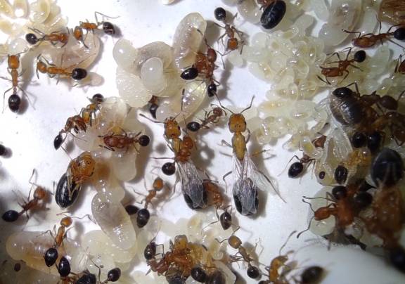 Myrmoxenus ravouxi