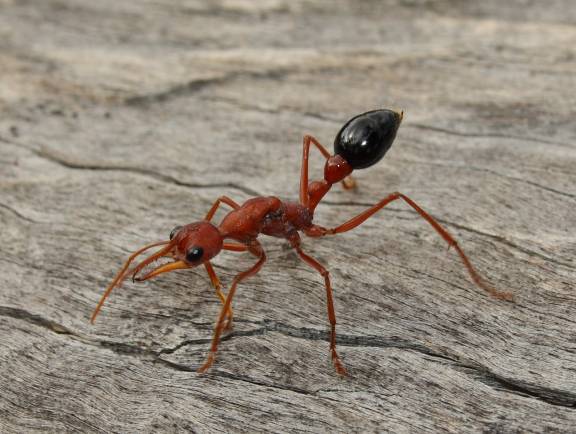 Myrmoxenus ravouxi