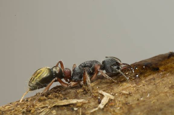 Myrmoxenus ravouxi