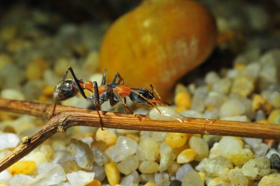 Myrmecia nigrocincta