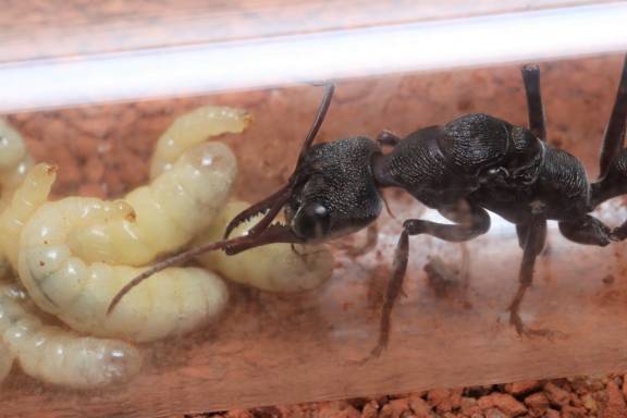 Myrmecia pyriformis