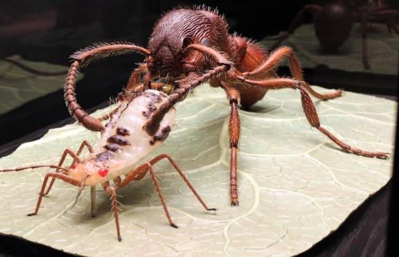 Myrmoxenus ravouxi