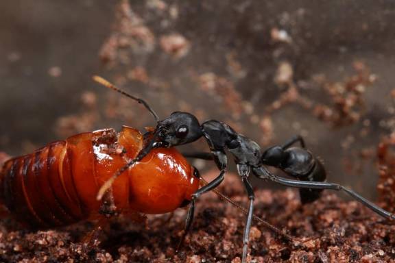 Myrmoxenus ravouxi