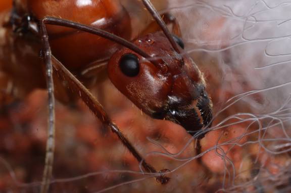 Myrmoxenus ravouxi