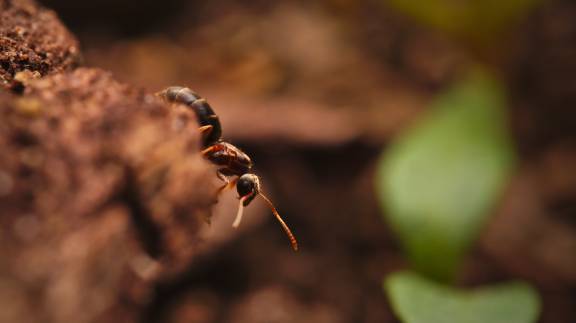 Nylanderia flavipes