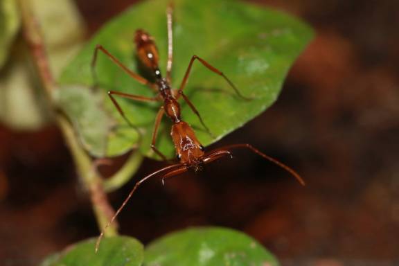 Myrmoxenus ravouxi