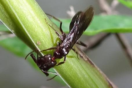 Odontomachus monticola