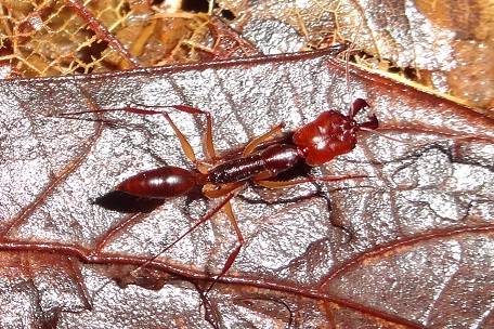 Myrmoxenus ravouxi