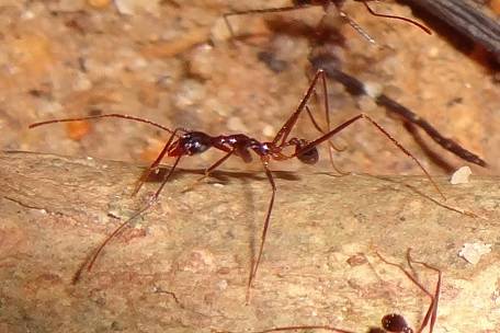 Myrmoxenus ravouxi